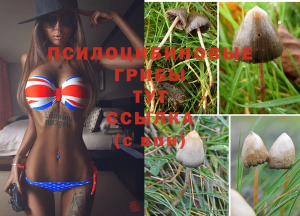 PSILOCYBIN Алексеевка